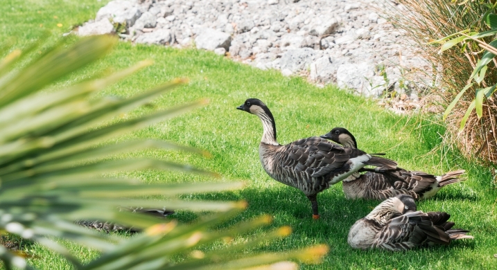 Nenes at Mission Possible credit WWT Amy Alsop.jpg